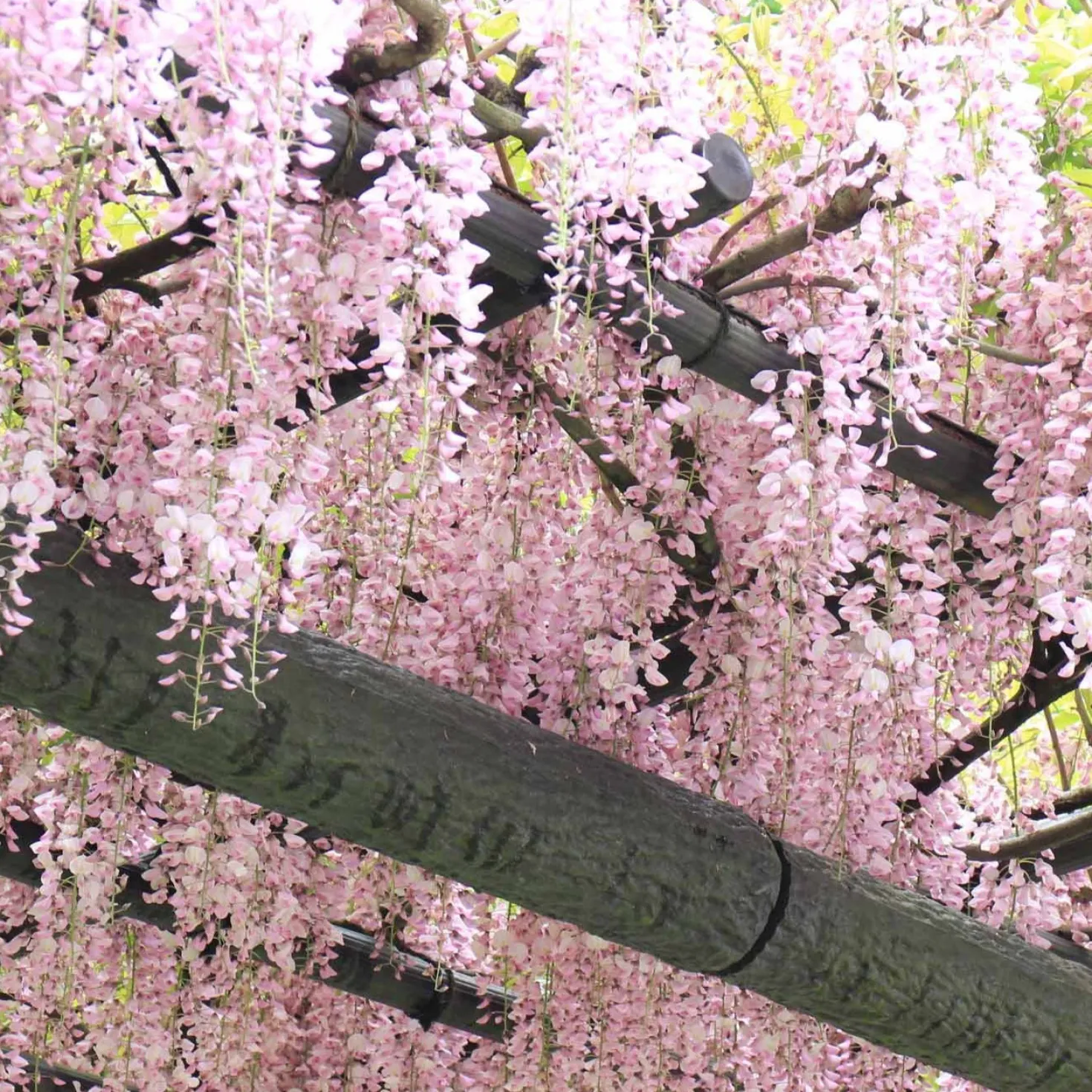 Japanischer Blauregen 'Rosea' - Rosa Blütenregen im Frühling