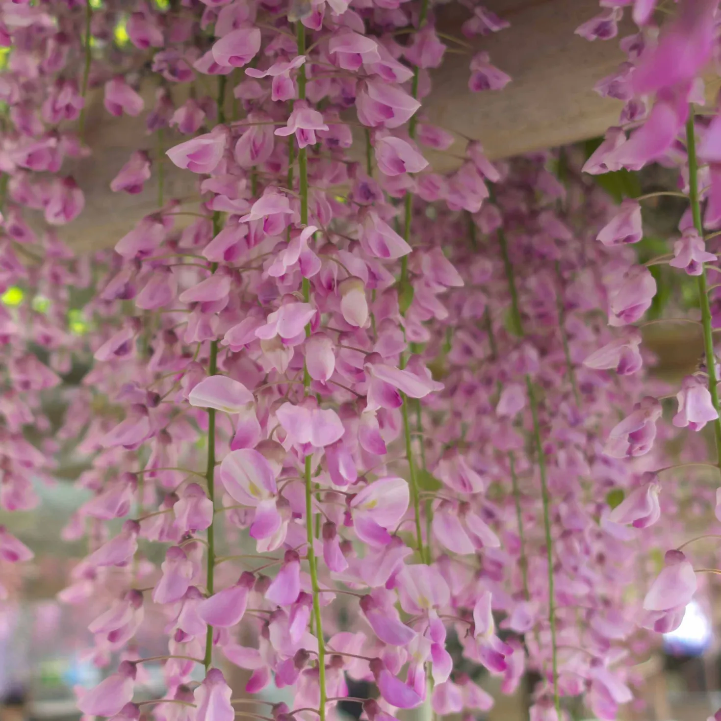 Japanischer Blauregen 'Rosea' - Rosa Blütenregen im Frühling