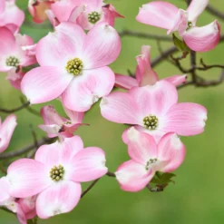Japanischer Hartriegel Satomi - Rosa Blüten, roter Herbst