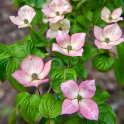 Japanischer Hartriegel Satomi - Rosa Blüten, roter Herbst