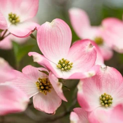 Japanischer Hartriegel Satomi - Rosa Blüten, roter Herbst