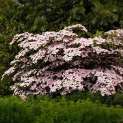 Japanischer Hartriegel Satomi - Rosa Blüten, roter Herbst