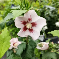 Japanischer Hibiskus ‘Hamabo’ - Zarte Blüten den ganzen Sommer