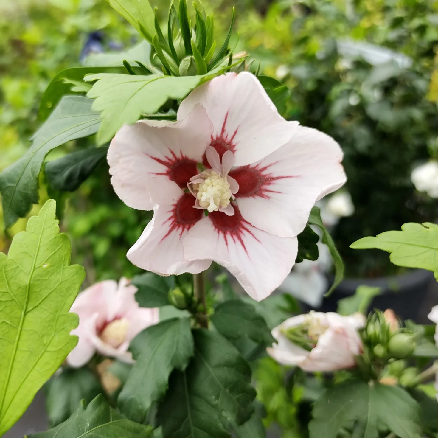 Japanischer Hibiskus ‘Hamabo’ - Zarte Blüten den ganzen Sommer