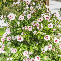 Japanischer Hibiskus ‘Hamabo’ - Zarte Blüten den ganzen Sommer