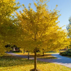 Japanischer Nussbaum - Ginkgo - Goldener Herbstzauber