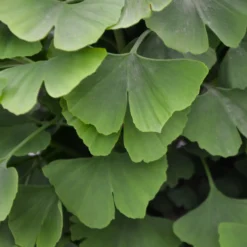 Japanischer Nussbaum - Ginkgo - Goldener Herbstzauber