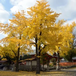 Japanischer Nussbaum - Ginkgo - Goldener Herbstzauber