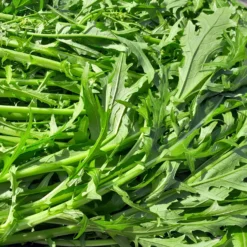 Japanischer Salatkohl Mizuna Bio - Frische Ernte in nur 40 Tagen