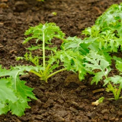 Japanischer Salatkohl Mizuna Bio - Frische Ernte in nur 40 Tagen