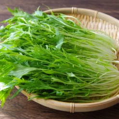 Japanischer Salatkohl Mizuna Bio - Frische Ernte in nur 40 Tagen