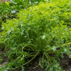 Japanischer Salatkohl Mizuna Bio - Frische Ernte in nur 40 Tagen