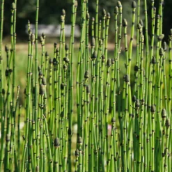 Japanischer Schachtelhalm - Grafische Röhren am Wasser