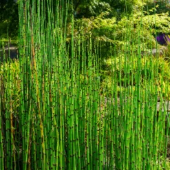 Japanischer Schachtelhalm - Grafische Linien am Teich