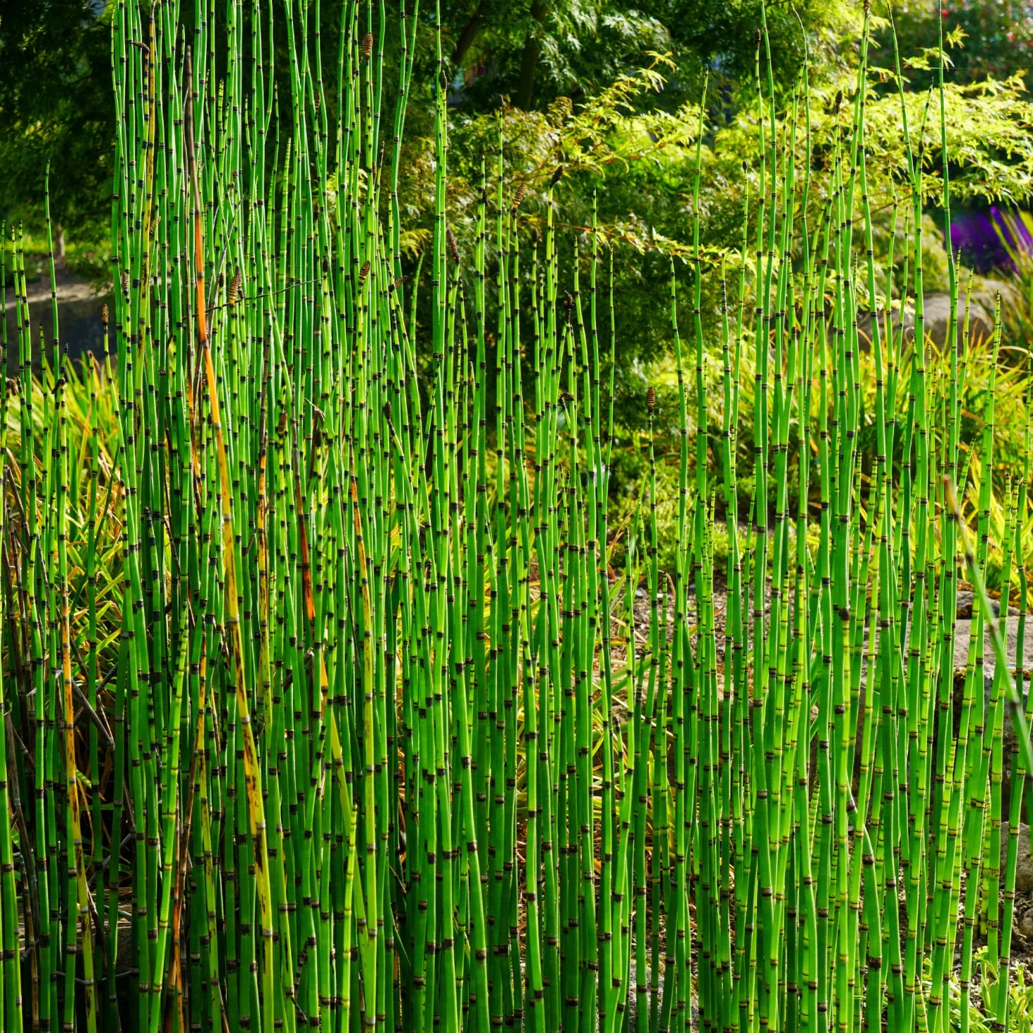 Japanischer Schachtelhalm - Grafische Linien am Teich