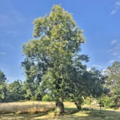 Japanischer Schnurbaum - Blüht wenn andere ruhen