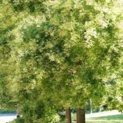 Japanischer Schnurbaum - Blüht wenn andere ruhen