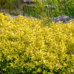 Japanischer Spierstrauch 'Goldmound' - Goldlaub sofort im Garten