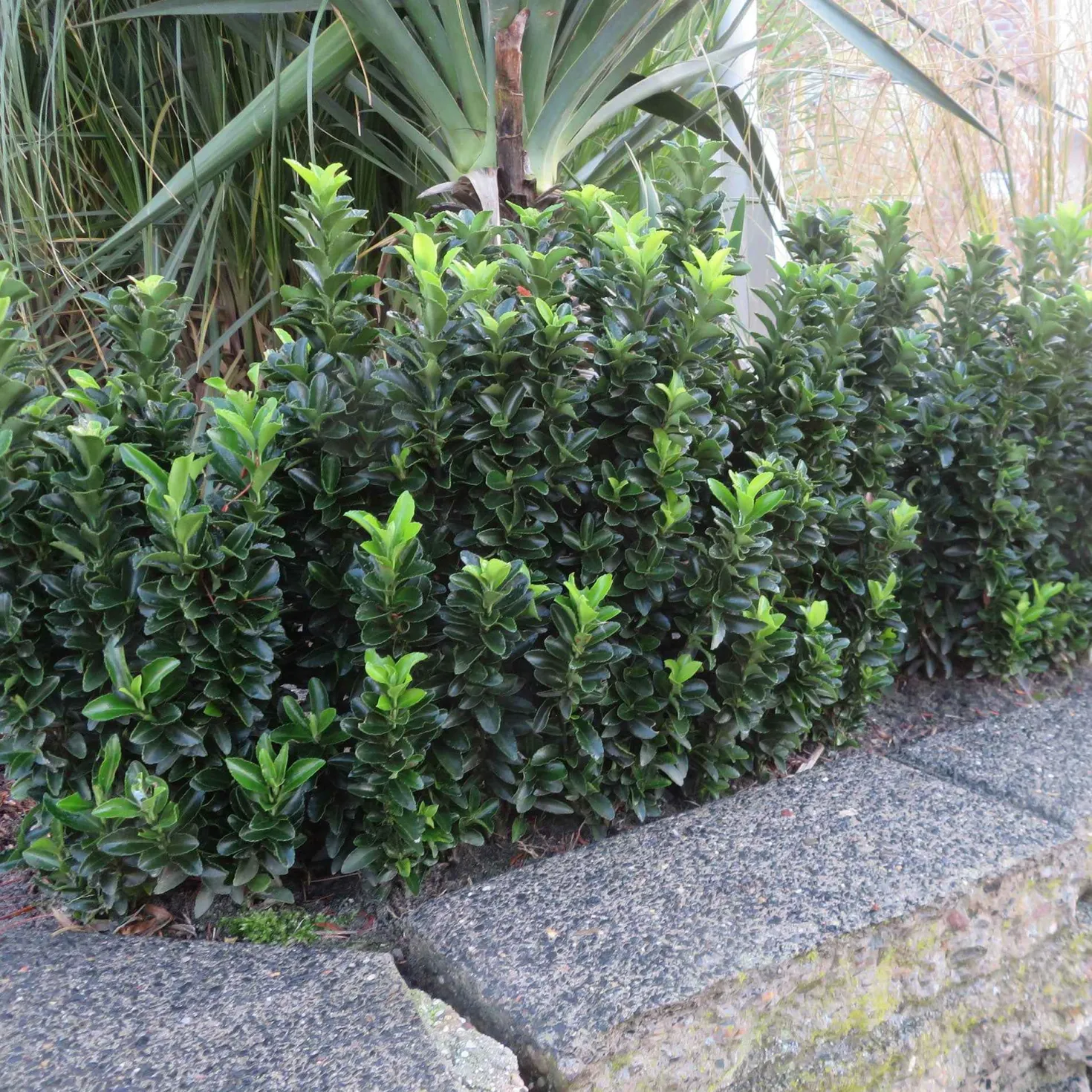 Japanischer Spindelstrauch 'Green Spire' - Grüne Wand im Handumdrehen
