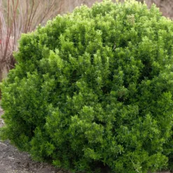 Japanischer Spindelstrauch 'Microphyllus' - Grün das ganze Jahr