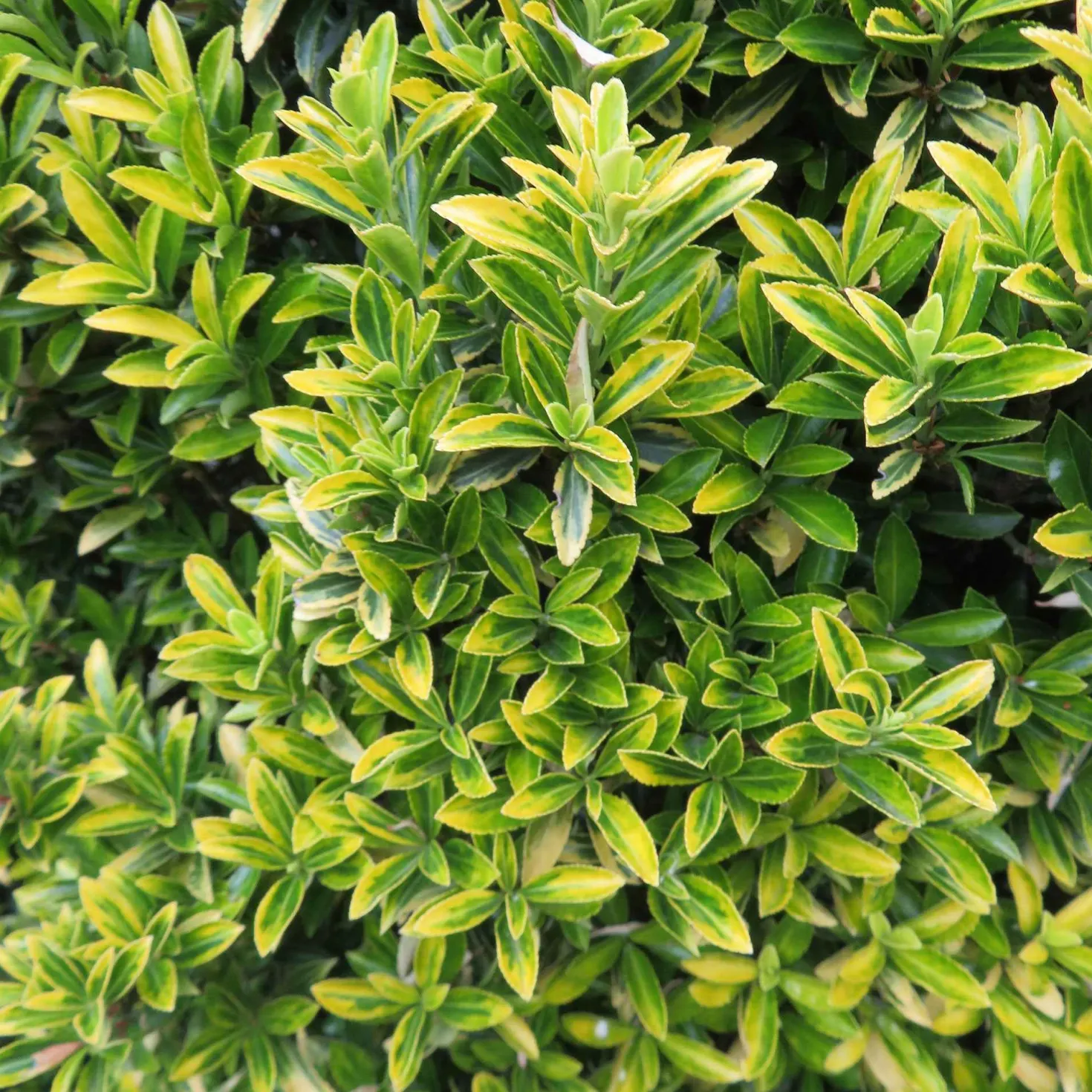 Japanischer Spindelstrauch 'Microphyllus Aureovariegatus' - Goldglanz das ganze Jahr