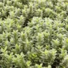 Japanischer Spindelstrauch Microphyllus Albovariegatus - Immergrün, hell, pflegeleicht