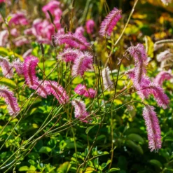 Japanischer Wiesenknopf (x3) - Zarte Blütenwolke im Beet