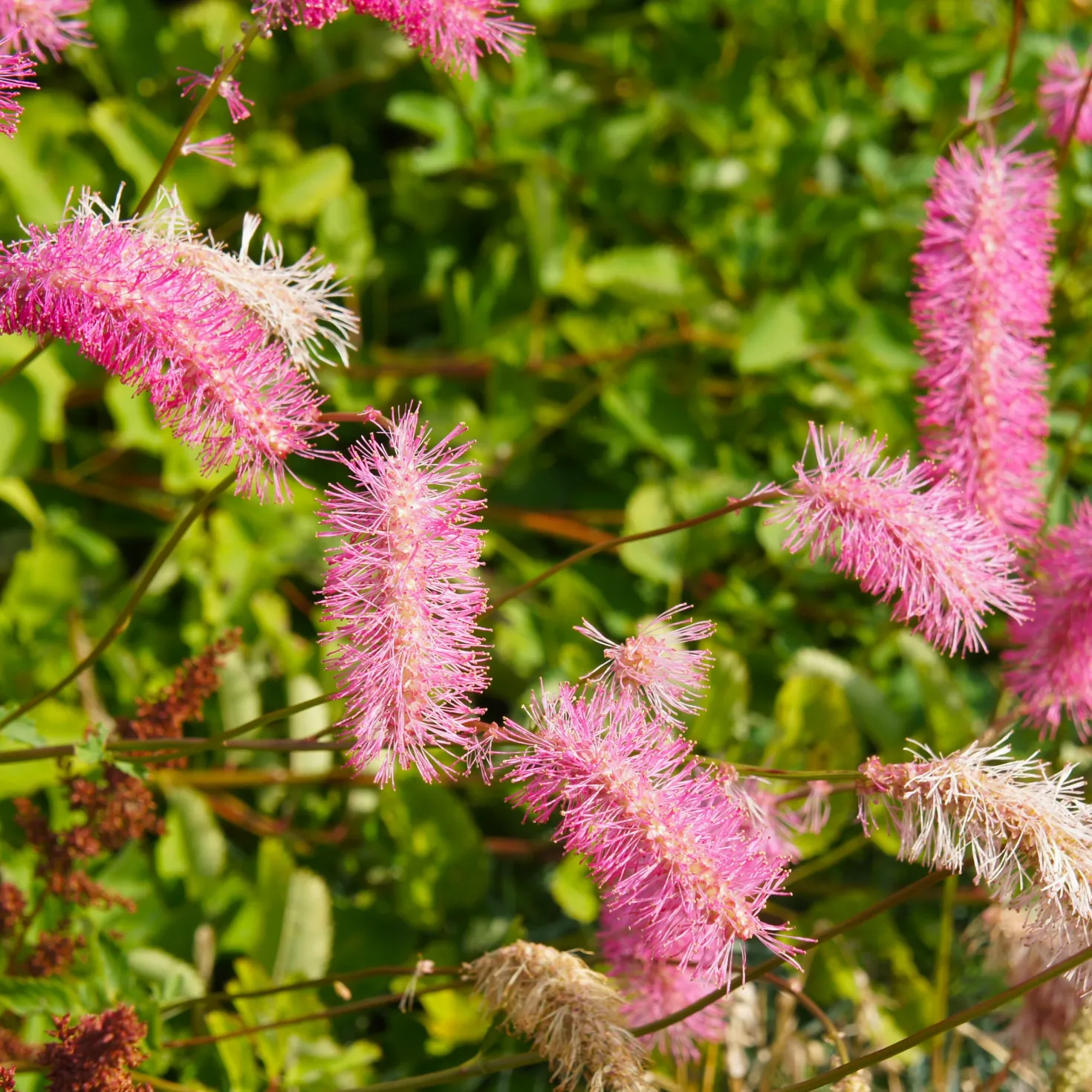 Japanischer Wiesenknopf (x3) - Zarte Blütenwolke im Beet