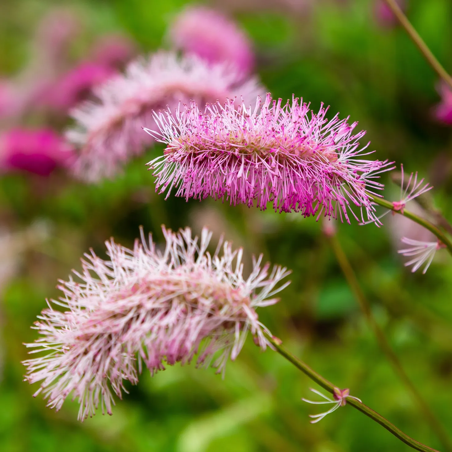 Japanischer Wiesenknopf (x3) - Zarte Blütenwolke im Beet