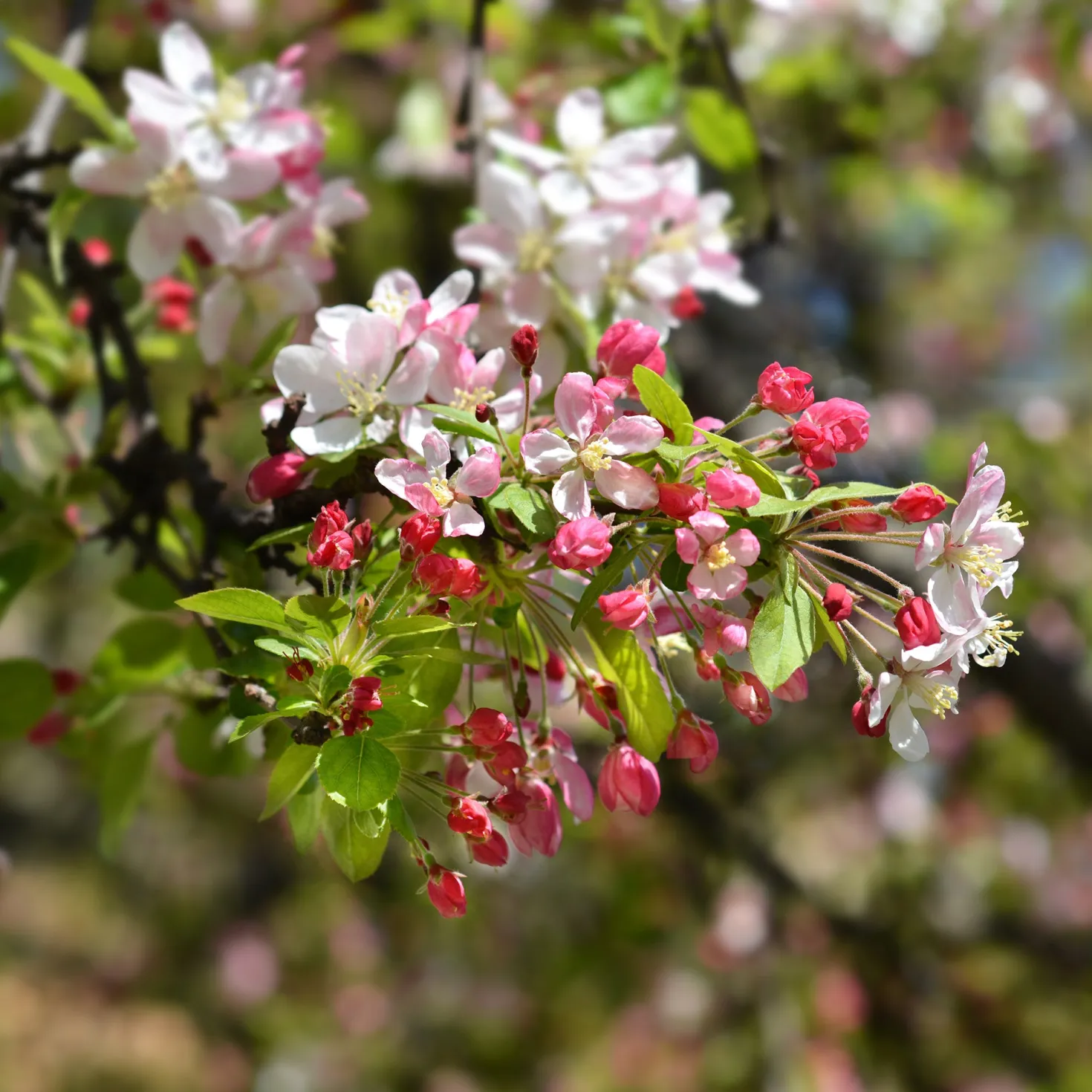 Japanischer Zierapfel - Blütenwolke im Frühling