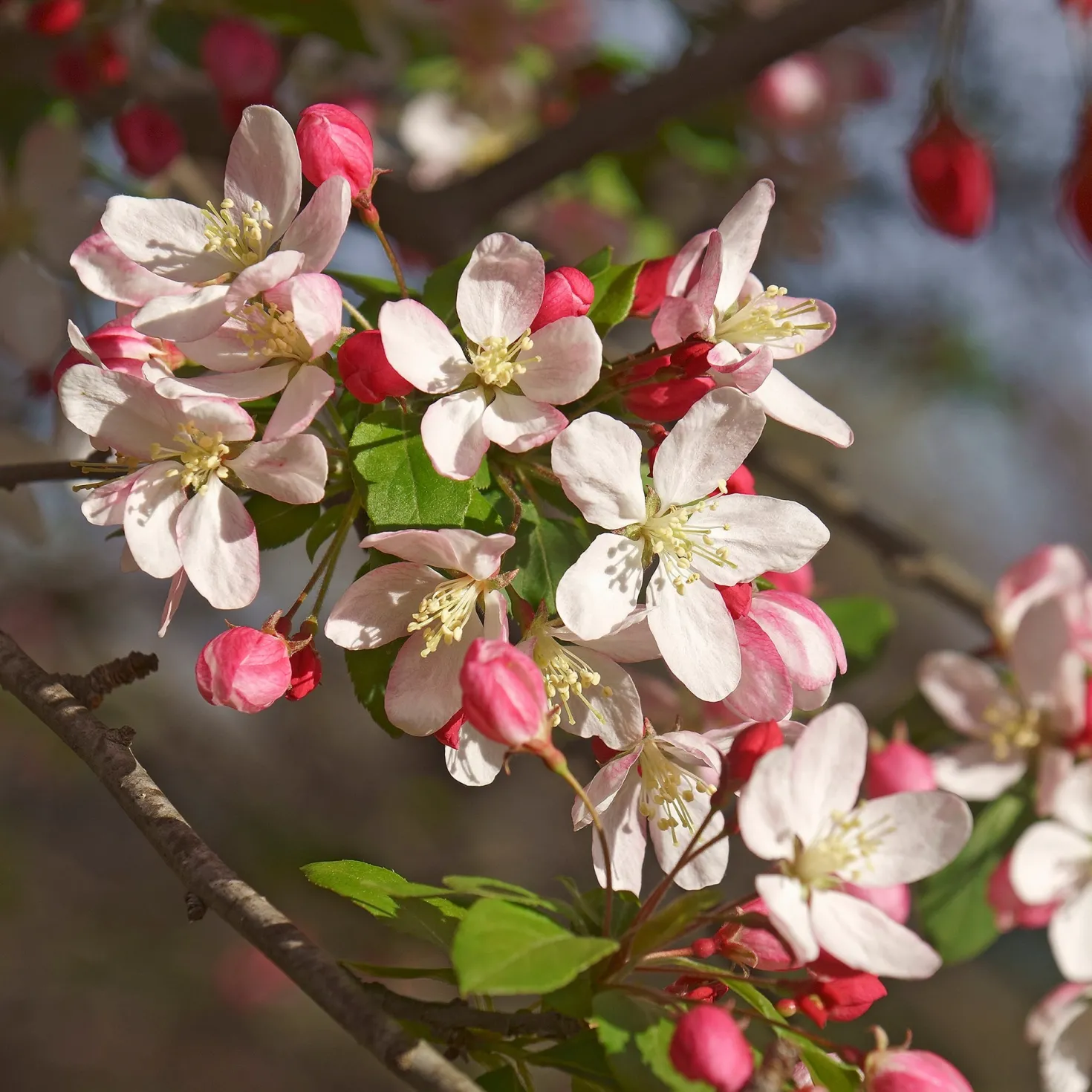Japanischer Zierapfel - Blütenwolke im Frühling