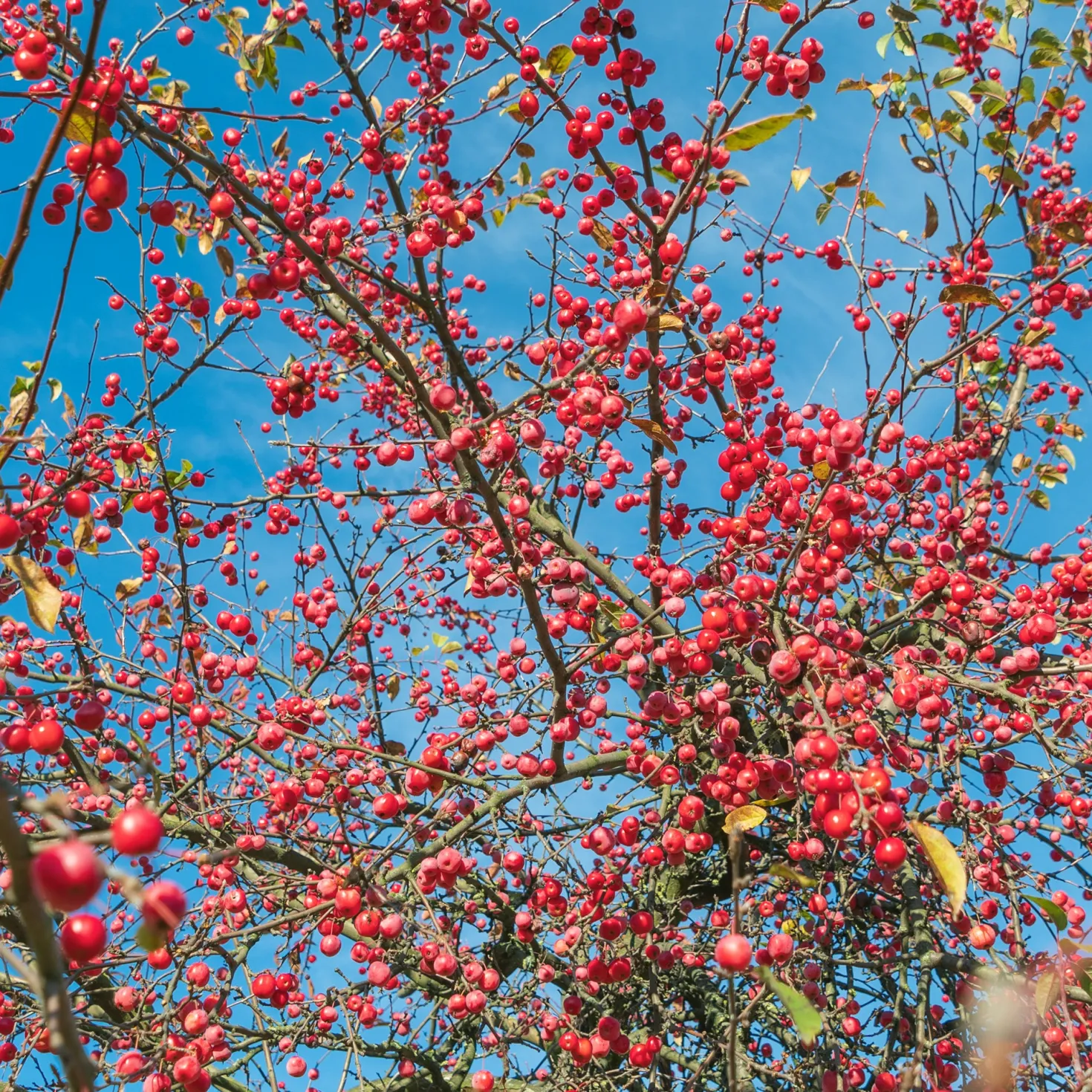 Japanischer Zierapfel - Blütenwolke im Frühling