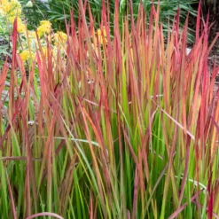 Japanisches Blutgras 'Red Baron' - Feuerrotes Gras, sofort schön