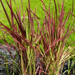 Japanisches Blutgras 'Red Baron' - Feuerrotes Gras, sofort schön