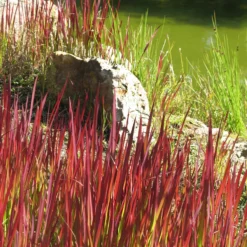 Japanisches Blutgras 'Red Baron' - Feuerrotes Gras, sofort schön