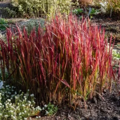Japanisches Blutgras 'Red Baron' - Feuerrotes Gras, sofort schön