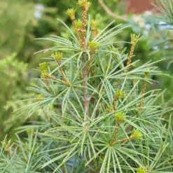 Japanische Schirmtanne - Grüner Blickfang für immer
