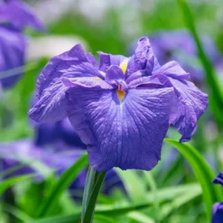 Japanische Schwertlilie - Farbe für den Teichrand