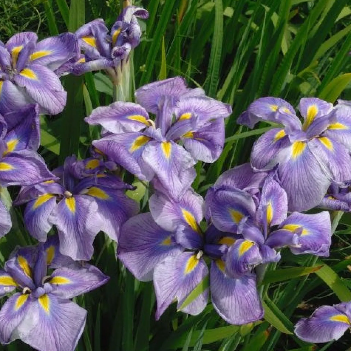 Japanische Schwertlilie - Farbe für den Teichrand