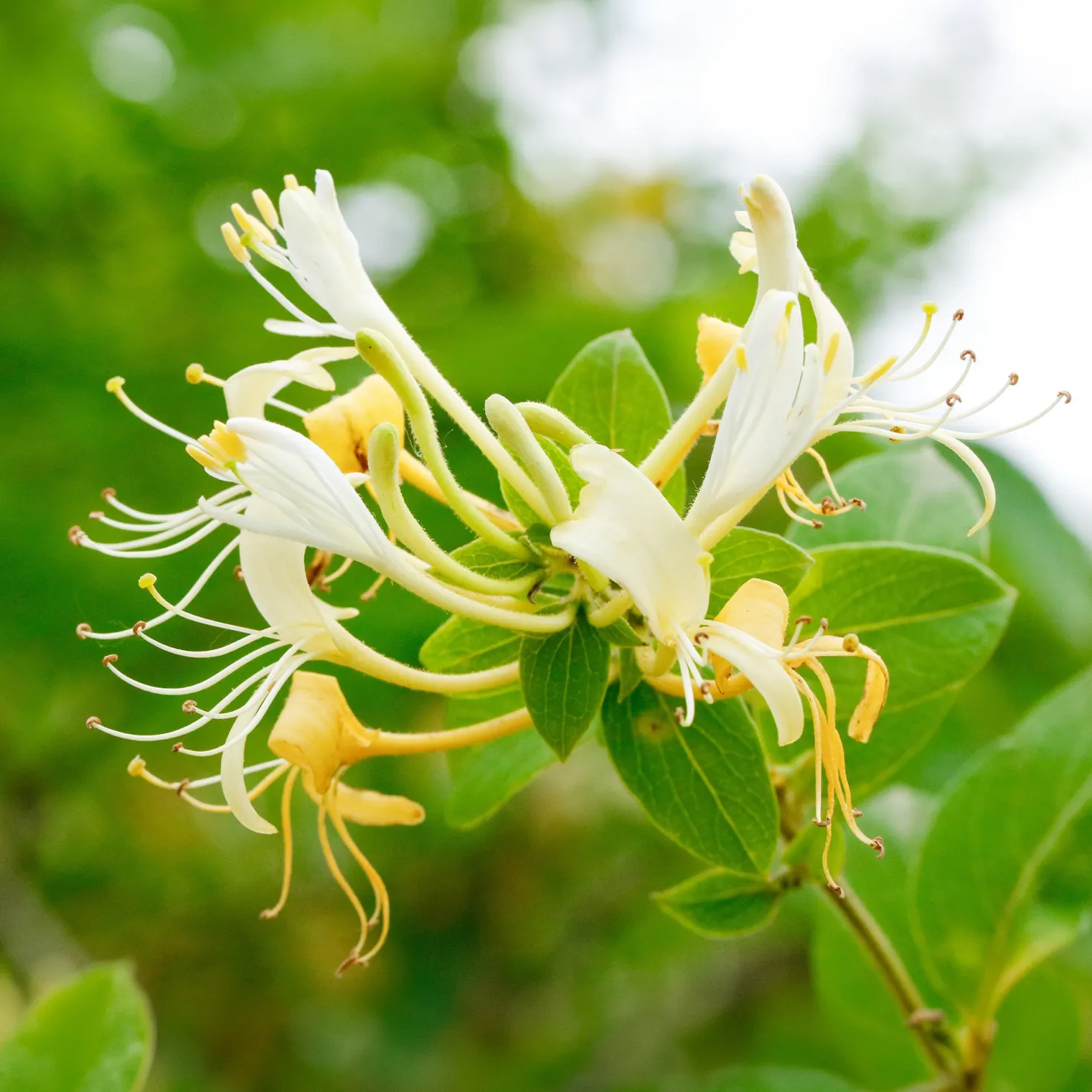 Japanisches Geißblatt ‘Halliana’ - Duftwand in einer Saison