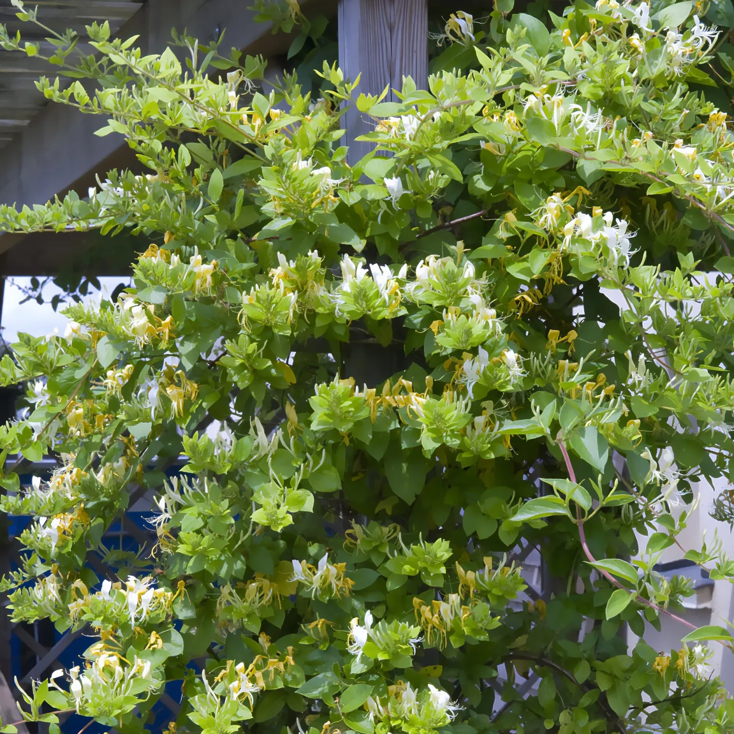 Japanisches Geißblatt ‘Halliana’ - Duftwand in einer Saison