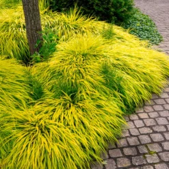 Japanisches Goldberggras All Gold - Goldlicht für den Schatten