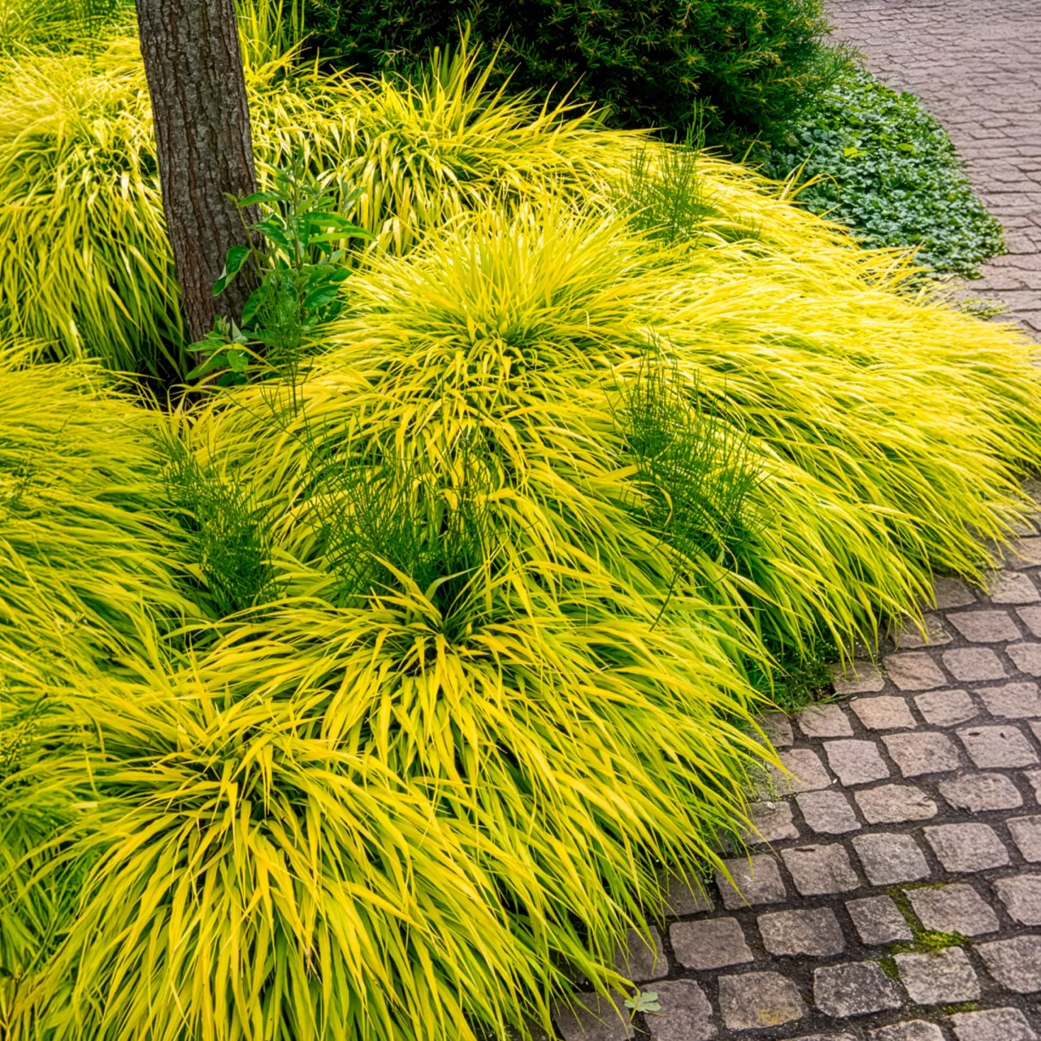 Japanisches Goldberggras All Gold - Goldlicht für den Schatten
