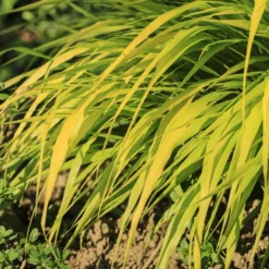 Japanisches Goldberggras All Gold - Goldlicht für den Schatten