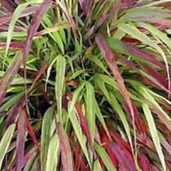 Japanisches Gras Naomi - Farbe für den Schatten