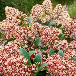 Japanische Skimmia Rubella - Farbe den ganzen Winter