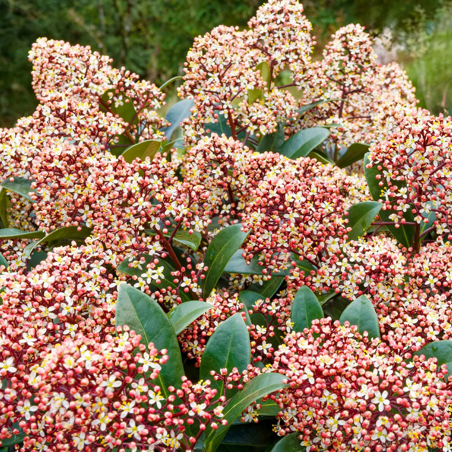 Japanische Skimmia Rubella - Farbe den ganzen Winter