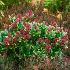 Japanische Skimmia Rubella - Farbe den ganzen Winter