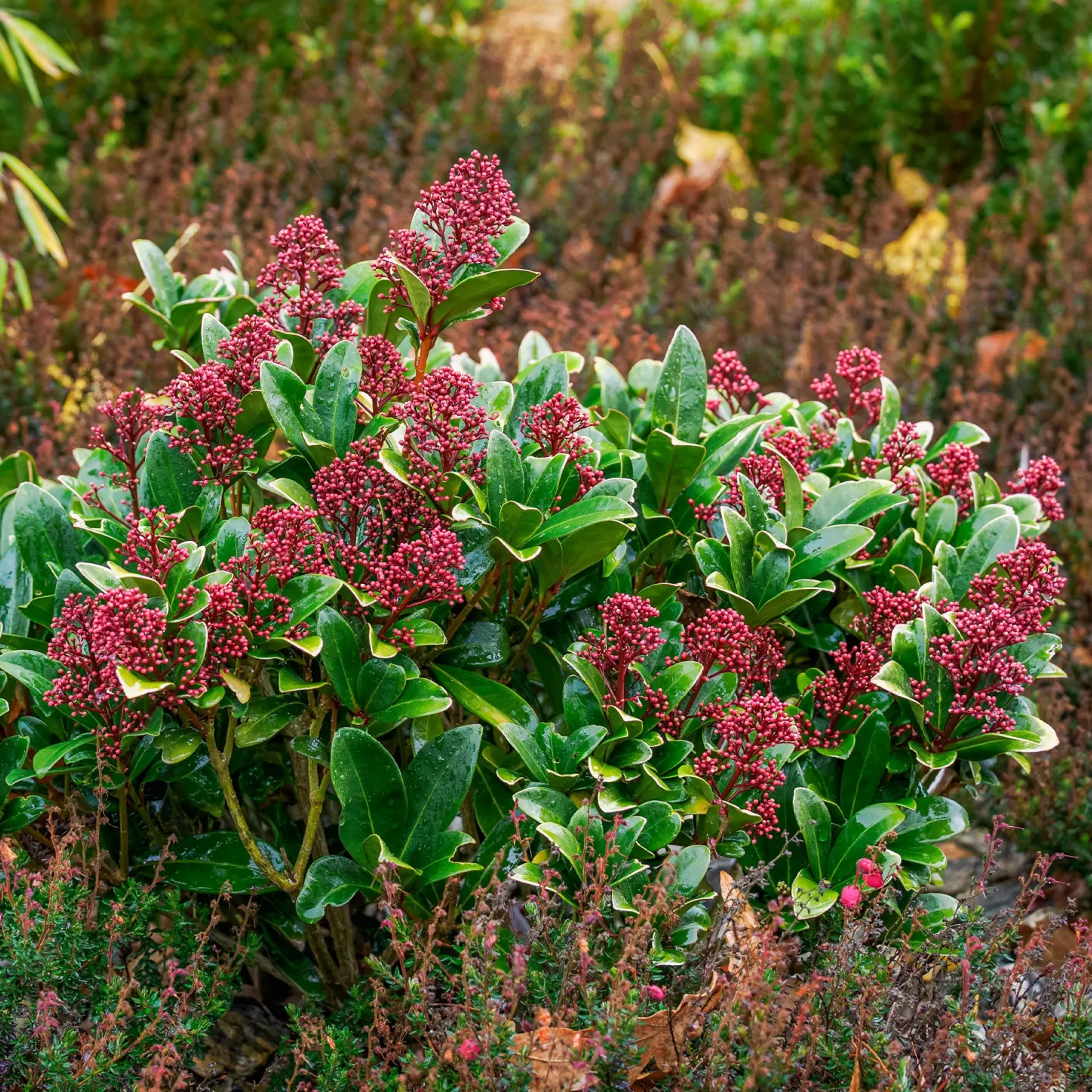 Japanische Skimmia Rubella - Farbe den ganzen Winter