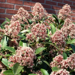 Japanische Skimmia Rubella - Farbe den ganzen Winter